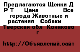 Предлагаются Щенки Д.Р.Т.  › Цена ­ 15 000 - Все города Животные и растения » Собаки   . Тверская обл.,Конаково г.